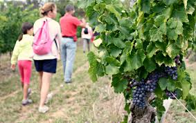 Vinexplore's tweet image. #Aude Balade à la fraîche dans les vignes du #Minervois ce Mercredi 27/7 ! Départ 17h30 urlz.fr/3U1S