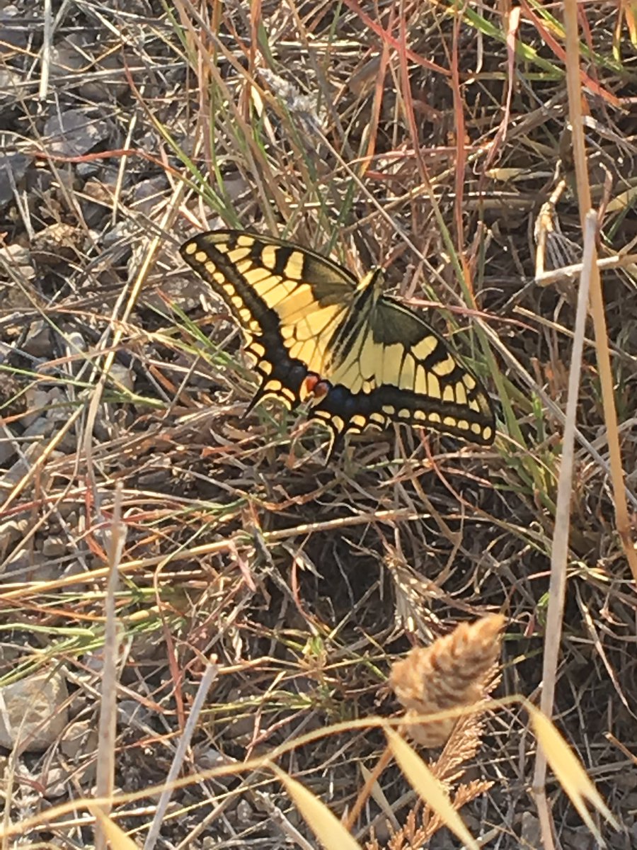 mothithology's tweet photo. More from Croatia: a Four-spotted Moth, Swallowtail, Hermann's Tortoise https://t.co/S8zc0NWrbO