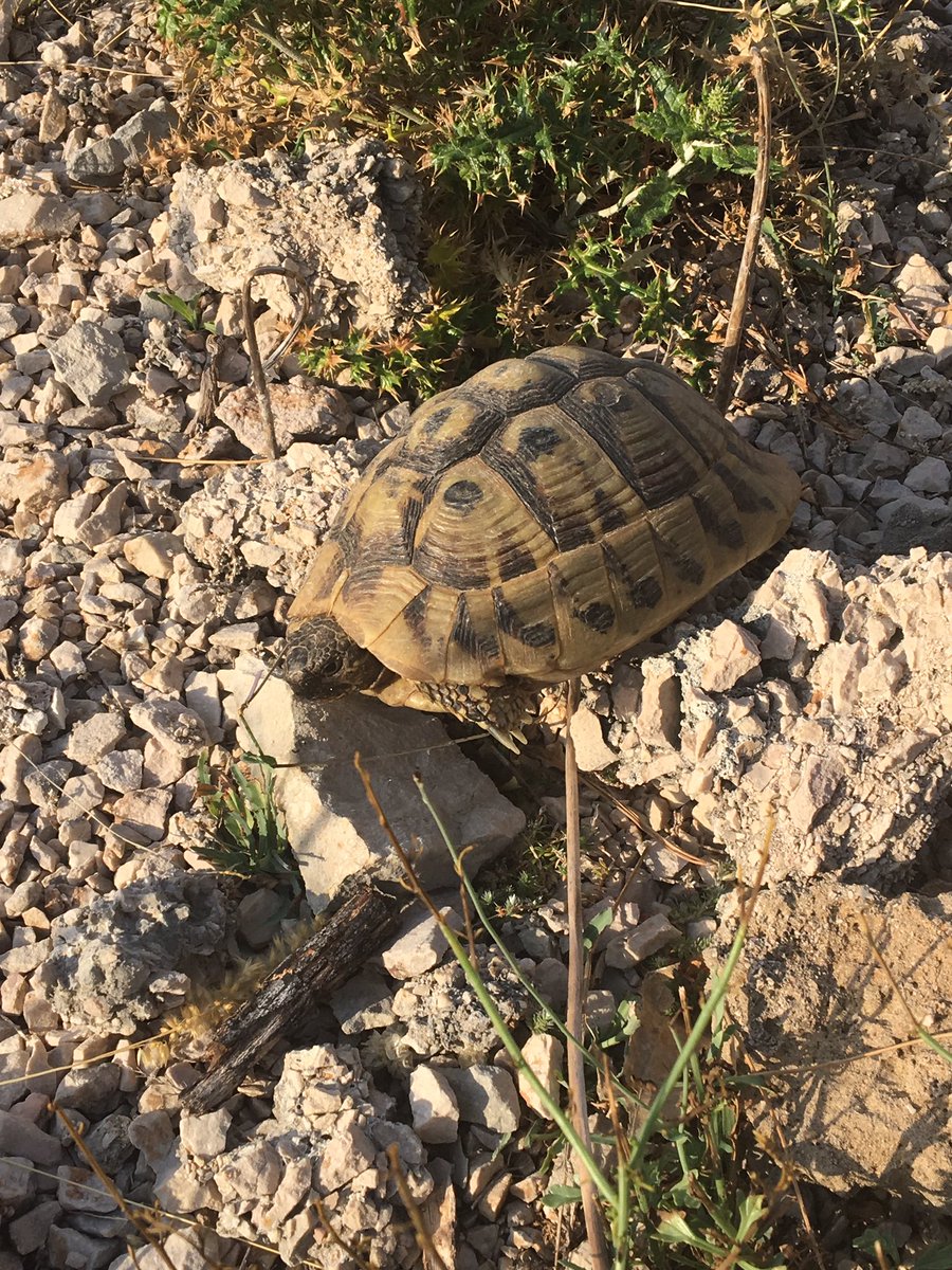 mothithology's tweet photo. More from Croatia: a Four-spotted Moth, Swallowtail, Hermann's Tortoise https://t.co/S8zc0NWrbO
