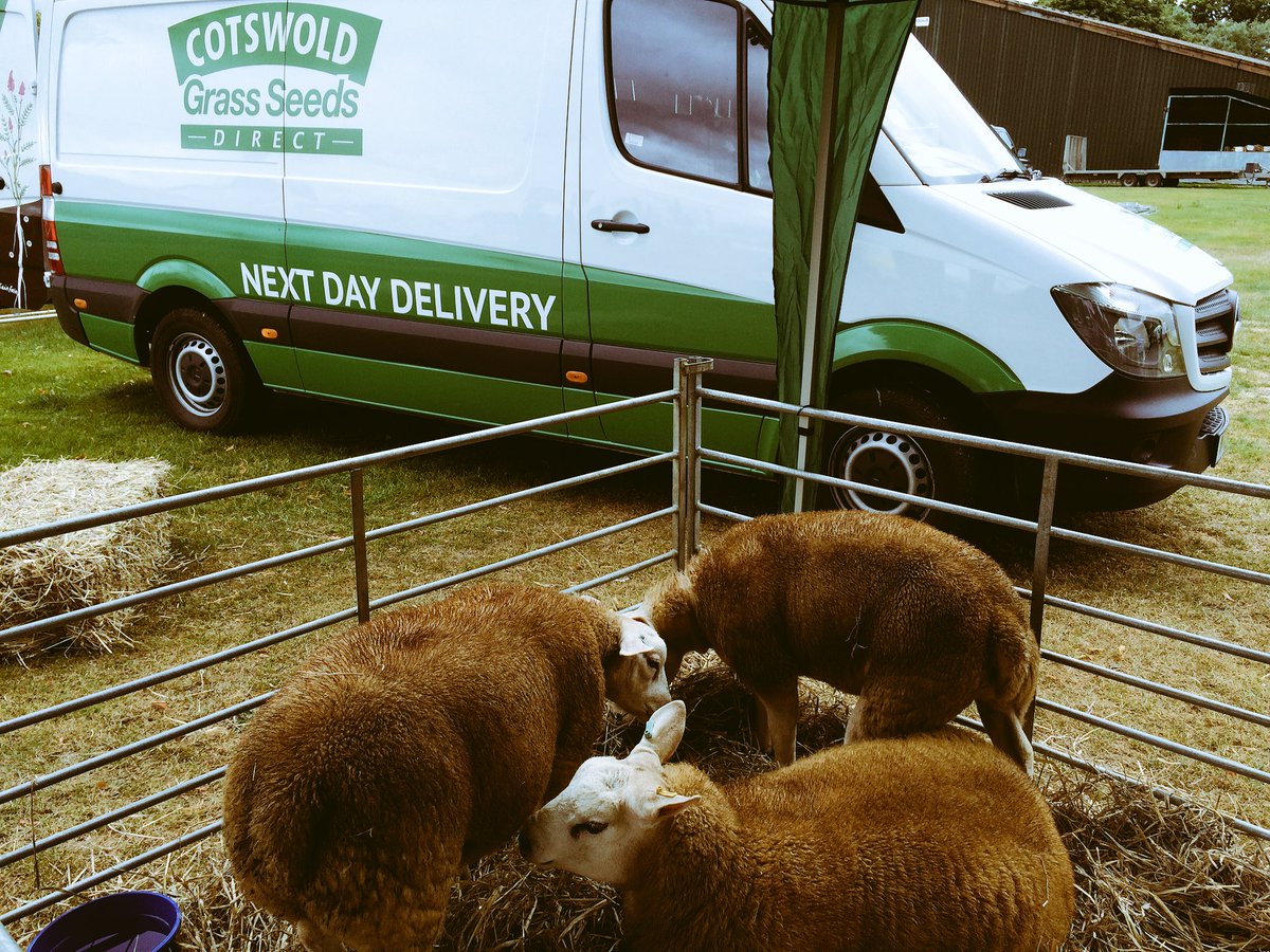 CotswoldSeeds's tweet photo. Macca'a Texels enjoying #sainfoin at #SheepEvent https://t.co/FT0937lvCu