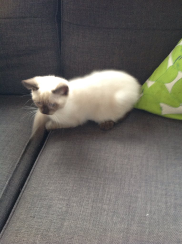 Tanglewoodcats's tweet photo. Meet the newest cattery addition https://t.co/XMjFw7xxqy