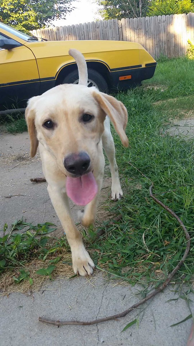 IngrahamCarly's tweet photo. Blessed to have the Holy Trinity of labs 😊😊😊 https://t.co/TsK6plI1im