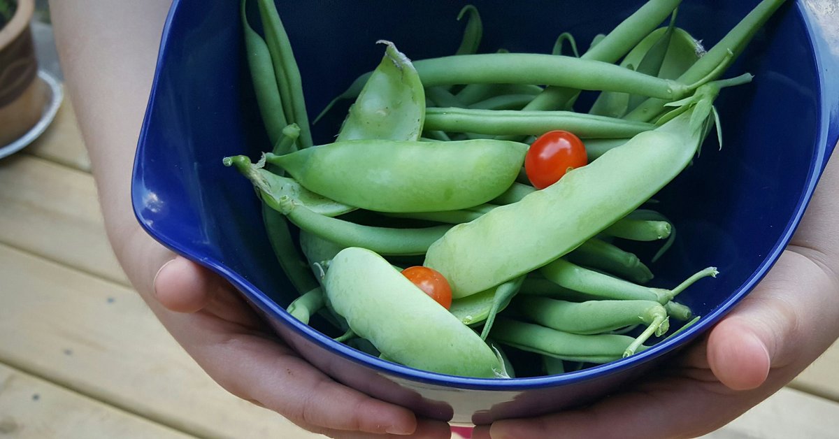 MDIVADOMESTICA's tweet photo. Backyard Bounty - perfect for little hands. 🍃🍅
#formymuse  #backyardgarden #yqr  #foodrespect #foodeducation https://t.co/rwzbwwmylE