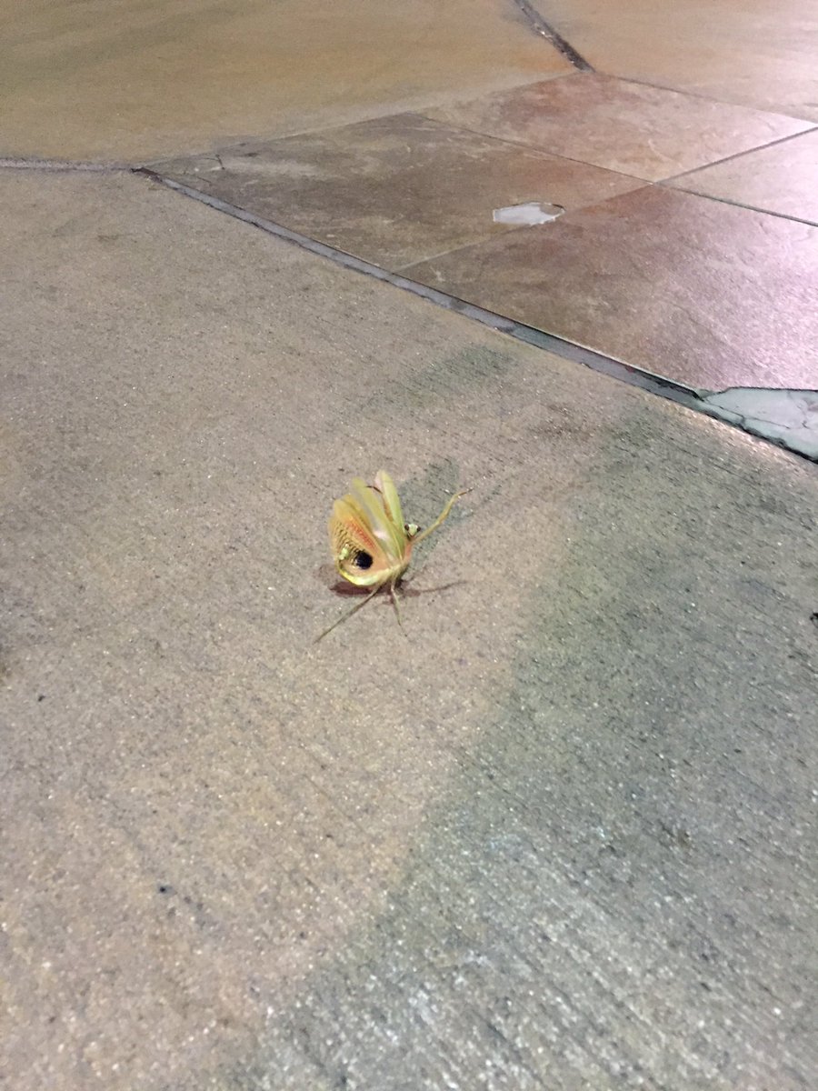 cutestclaud's tweet photo. i was like oh shit pretty flower... oh shit waddup !!!!! https://t.co/mEH6x4nHIe