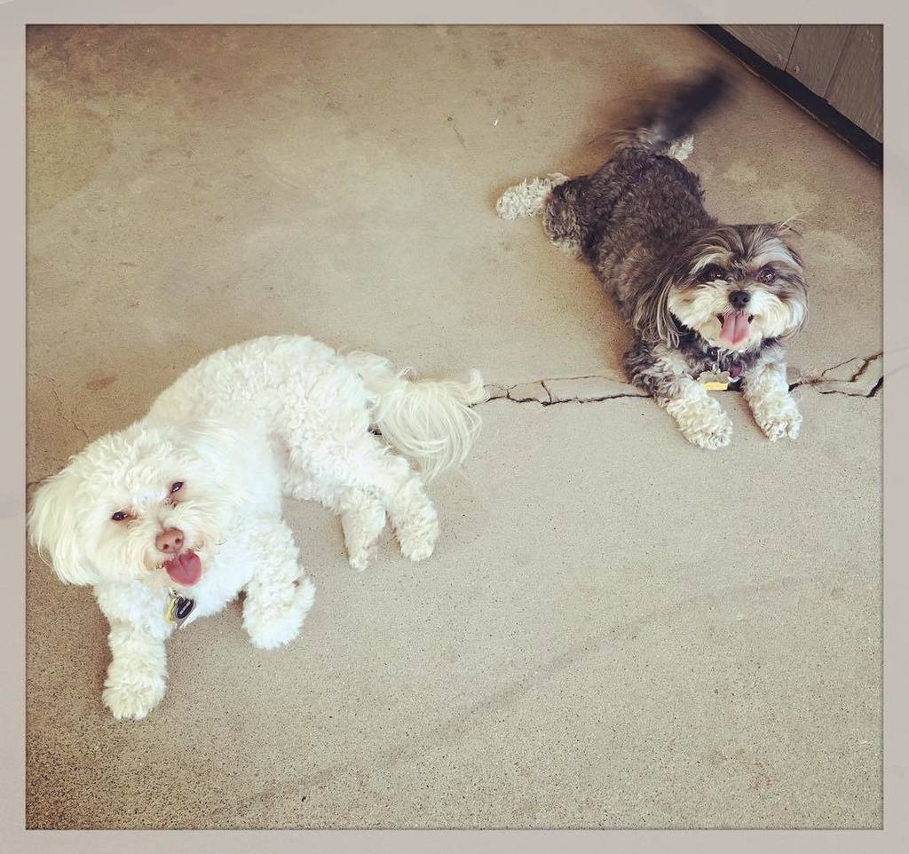 Sadie & Hamilton💕 #riverdogsresort #dogboarding #dogsofinstagram #sacramento #dogloversunited