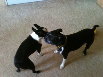 SN_Dogs's tweet photo. What's the best way to let dogs meet each other. #DearRocky can help you out at https://t.co/a3EcvYpOQX https://t.co/7kUjYccaT4