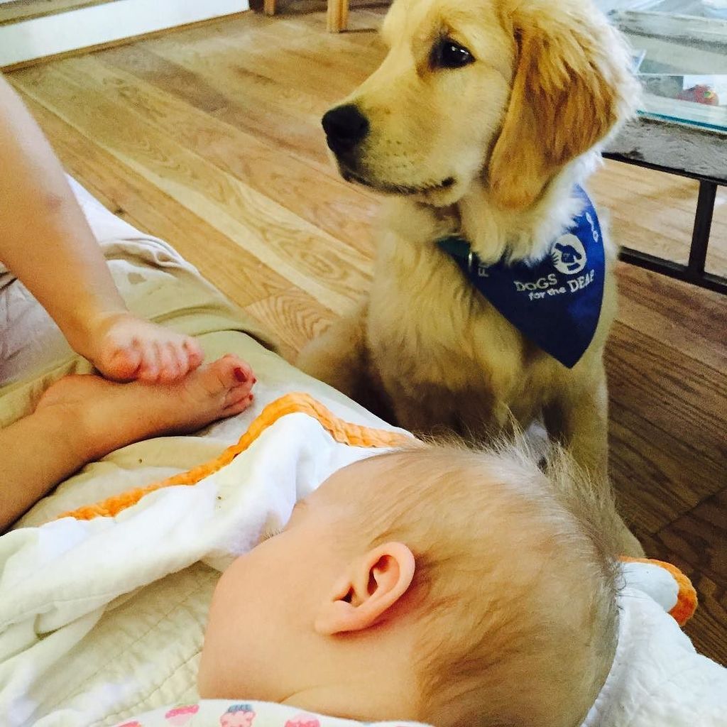 dogsbetterlives's tweet photo. Zephyr meets the sisters, needlessly to say they were very comfortable with him
#futureass… https://t.co/cbD3Gp1ZqS https://t.co/24ErWUxrm5