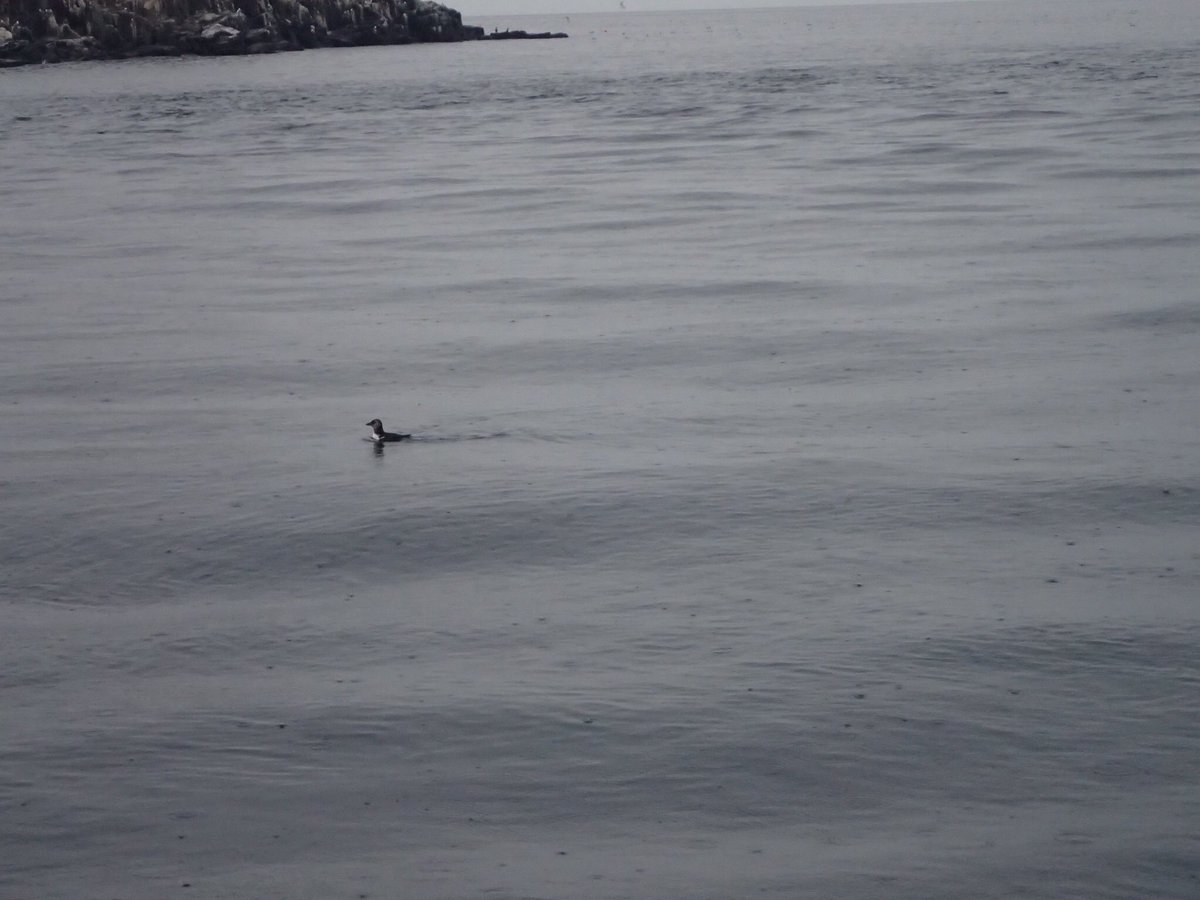 Bottlenose dolphins last night @SteelySeabirder off Serenity @thefarnes -a jumpling & puffling too! #Northumberland