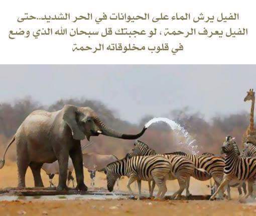 لاتنسى ذكرالله (@ahmedabojawad) on Twitter photo 