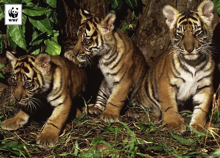 Yayasan WWF Indonesia tweet media