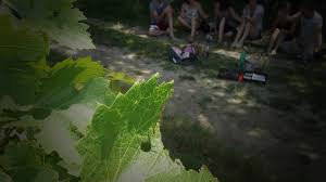 Vinexplore's tweet image. Balade nocturne dans les vignes à #Saumur et dégustation de #vins de #Loire ce mercredi 27/7 urlz.fr/3U16