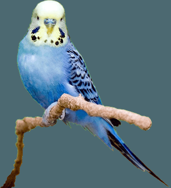 M5SSPolo's tweet photo. HOW TO BUILD AN AVIARY https://t.co/4yH0VhiMyb https://t.co/HTTzj7Vx3F