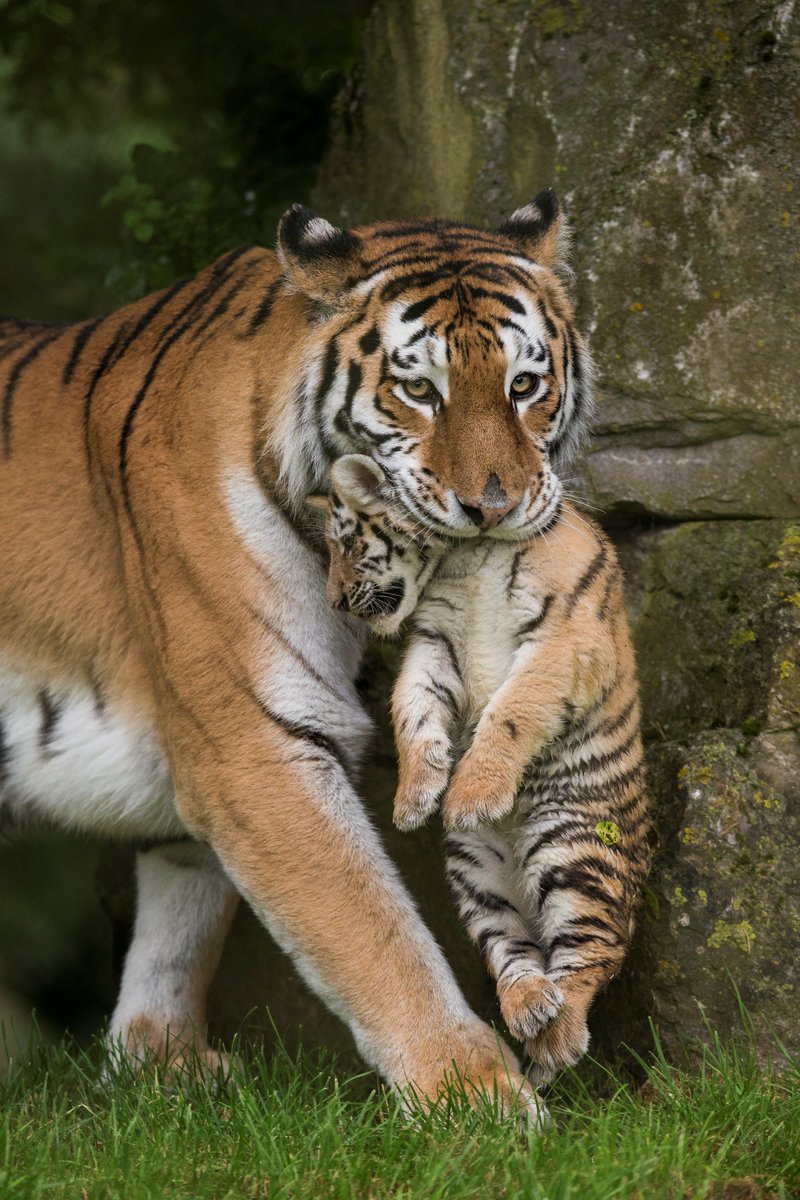 Marwellwildlife's tweet photo. Our Amur tiger triplets now have access to their outside enclosure and are starting to find their feet!
©Jason Brown https://t.co/gSuB6C9wz9