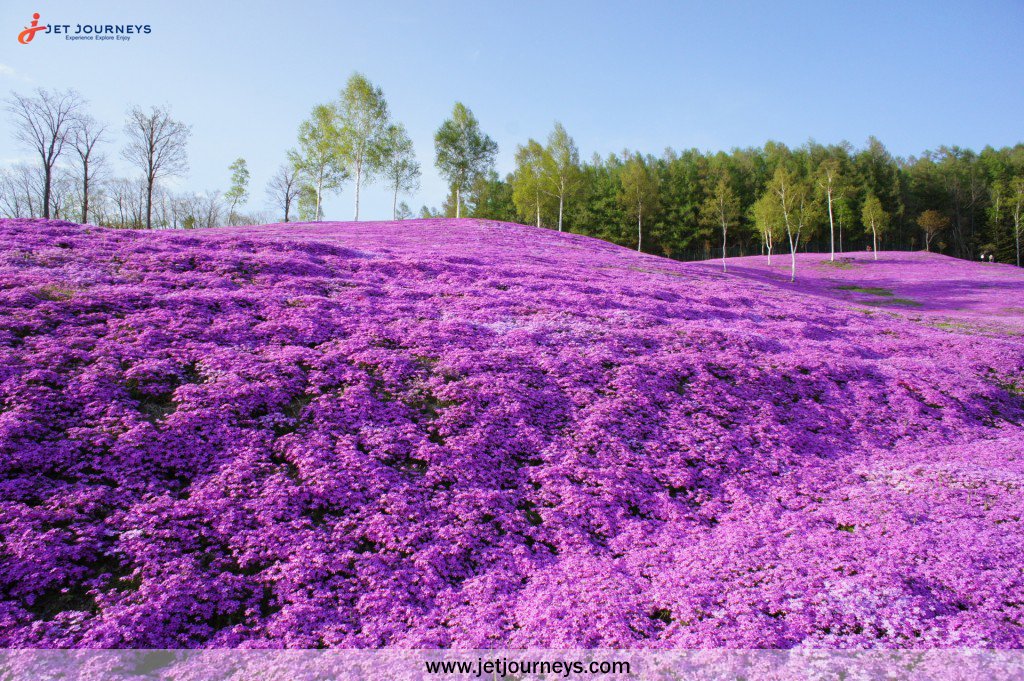 International  Holiday Packages at Shibazakura Flowers, Takinoue Park, Japan
 jetjourneys.com
 #holiday