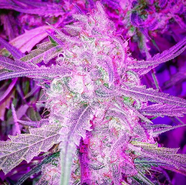 Bennyjaden's tweet photo. I Gat splif strawberry #weeed   https://t.co/nZ8hk2bDuZ