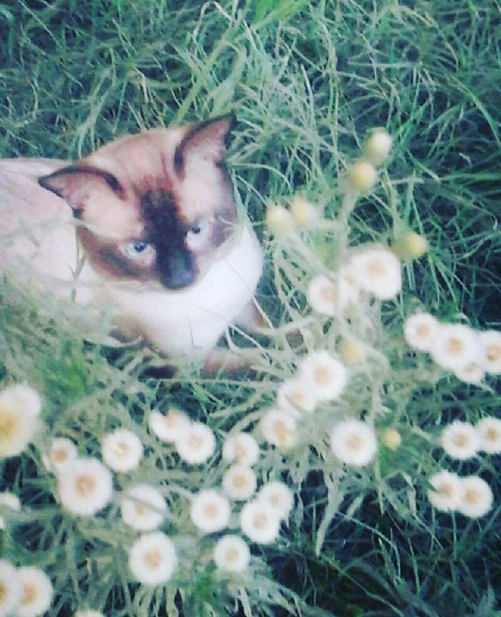FarihaMunirShah's tweet photo. Our beloved cat #Bumble is no more. He was a hero. Miss him truly. #RIPBumble https://t.co/LiWBcLs0cd
