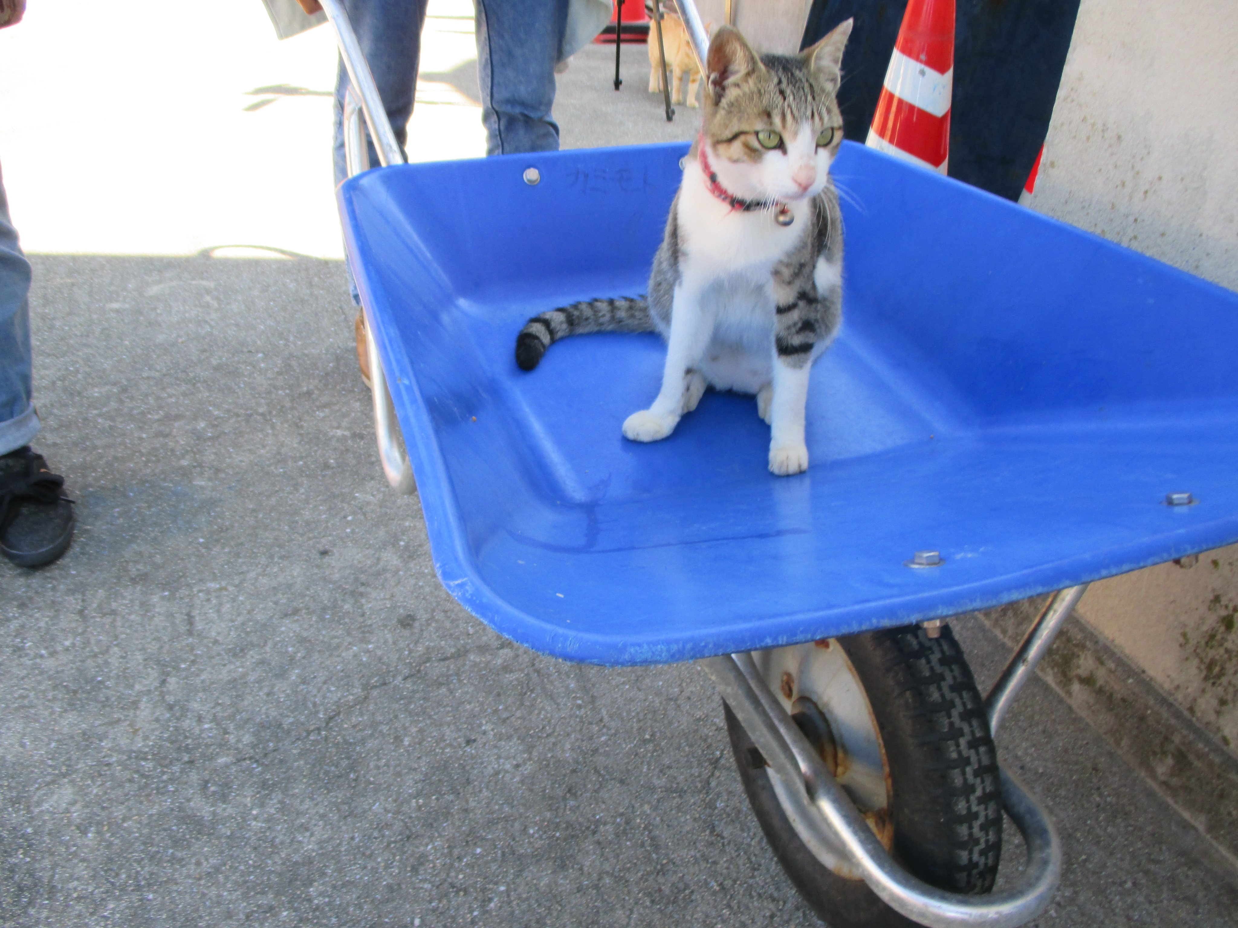 猫の島 青島 青島には猫車 別名 一輪車 しか走っていない 猫の島に猫車 ネコ車 たまにネコがネコ車の上に乗っている そこのキジネコ ネコ車を押してみろ やっぱり無理だった 猫にネコ車は押せなかった T Co Kp04spt2cq Twitter