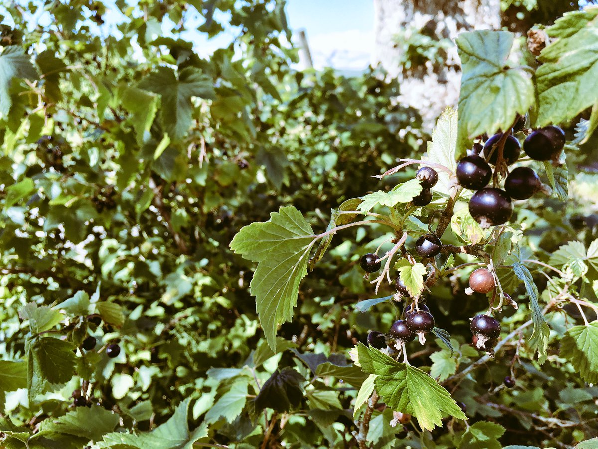 KosterhavetsEko's tweet photo. Vi har plockat svarta och röda vinbär för saftning! 🌿
#kosterhavet #nordkoster #sydkoster #ekomat #Strömstad https://t.co/T028freq1u