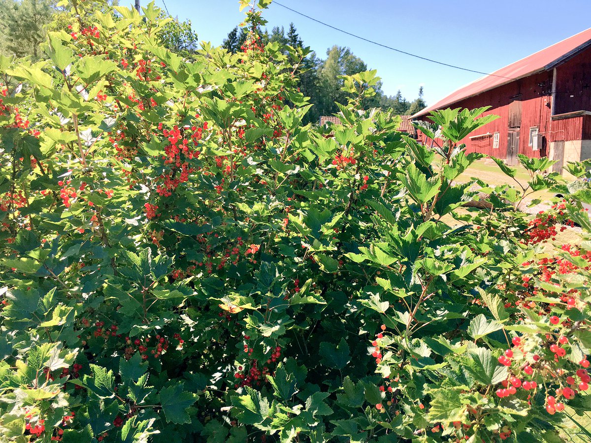 KosterhavetsEko's tweet photo. Vi har plockat svarta och röda vinbär för saftning! 🌿
#kosterhavet #nordkoster #sydkoster #ekomat #Strömstad https://t.co/T028freq1u
