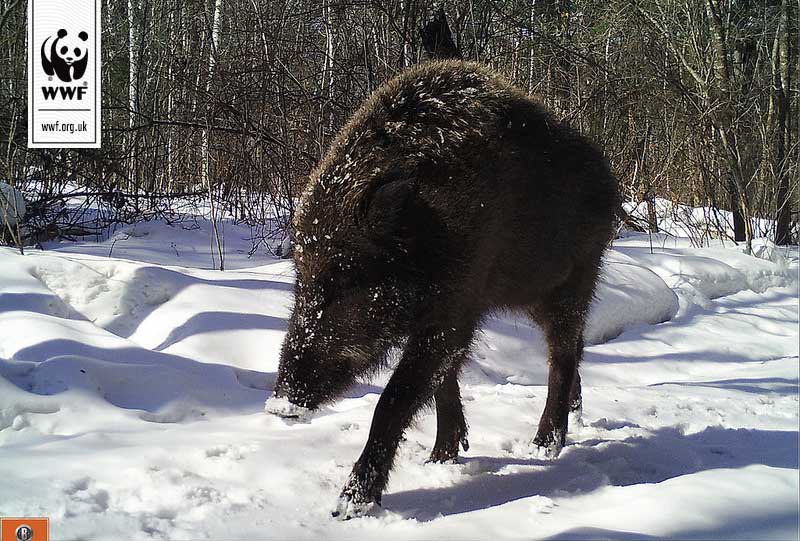 This wild boar, prey for Amur leopards, caught on camera trap in a large protected area in Russia that we preserve.