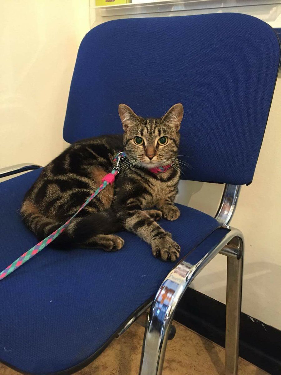 SouthdownVets's tweet photo. This is momo who is a one year old tabby cat who walks on a harness and lead and is making her self at home 😊🐱 https://t.co/aQBd6SYZJQ