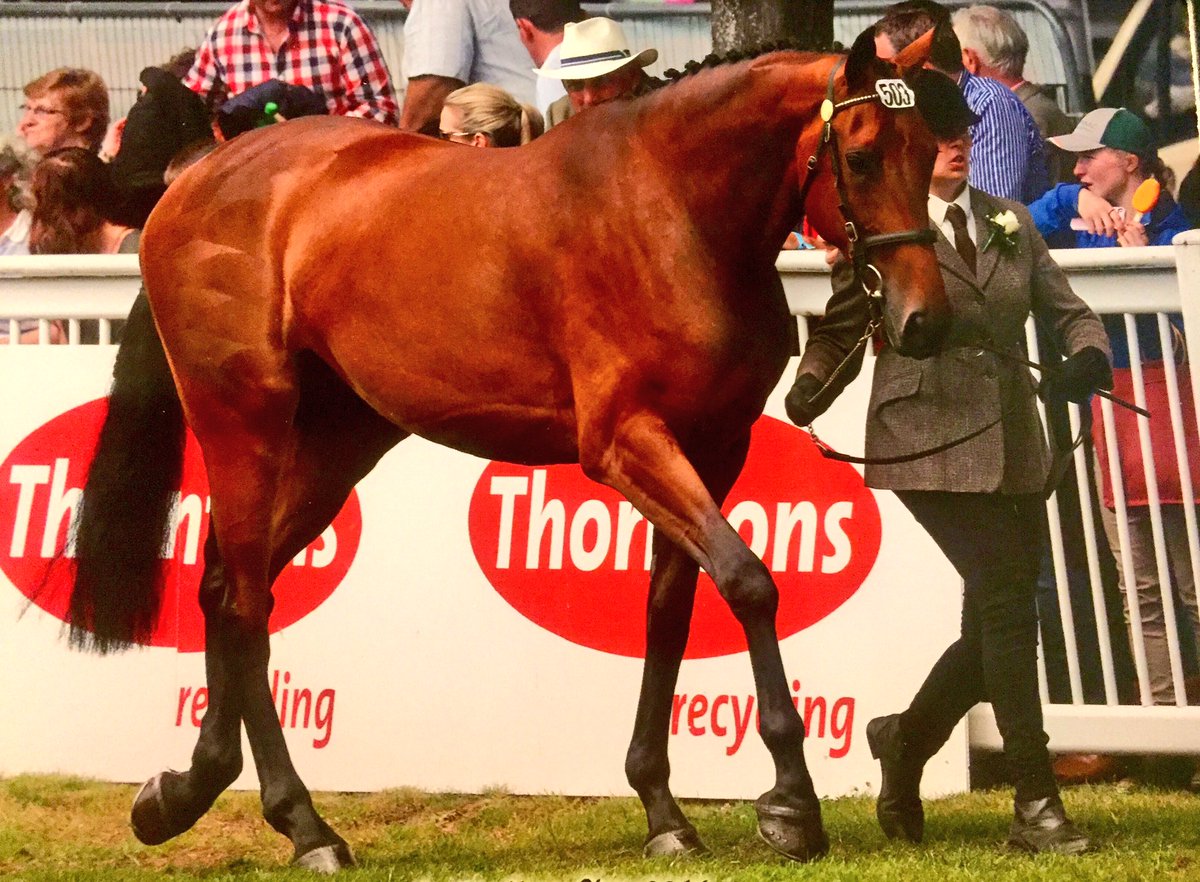 LoughviewHorses's tweet photo. Loughview Diamond Cora 2nd 3yr filly RDS (half sister to Loughview Lou-Lou) 😍🇮🇪🐴🍀 https://t.co/CyVyvvmxJd