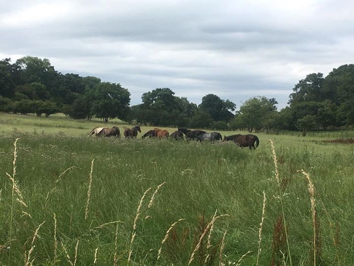 stud_upsall's tweet photo. Our yearlings enjoying life in their new field! #stud #youngsters #forsake https://t.co/pP7ksVI4Yz