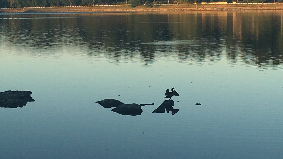 Emjay1028's tweet photo. Missing my beach sunrise but good #Reservoir run! #ViewFromMorningRun #Boston #Cormorant #Nature #RoadToSixPointTwo https://t.co/BvG1xKlwhm