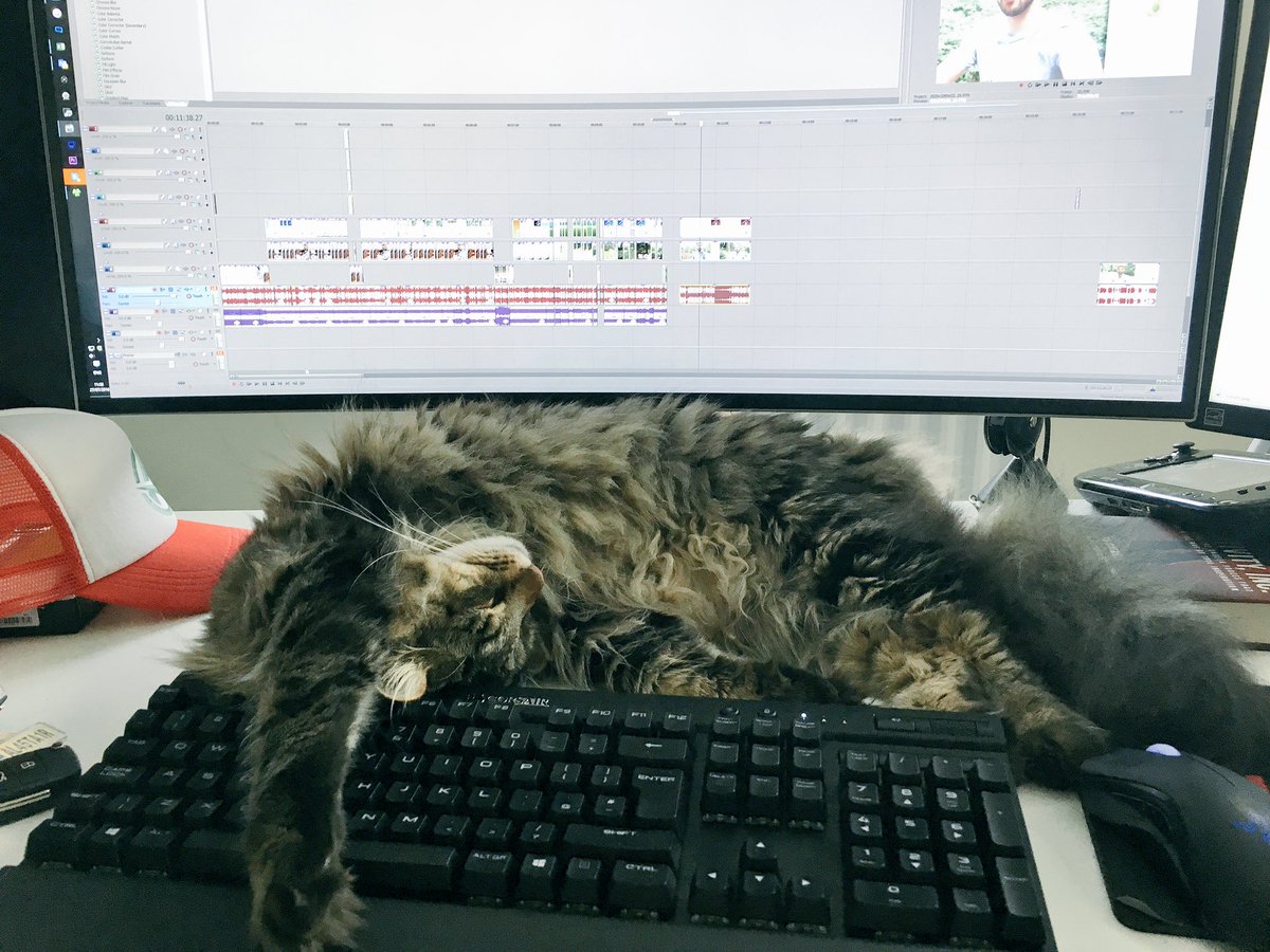 OMGitsAliA's tweet image. Darcy's back in his favourite spot, making editing just that bit harder as he sprawls across my desk 😂😸💙