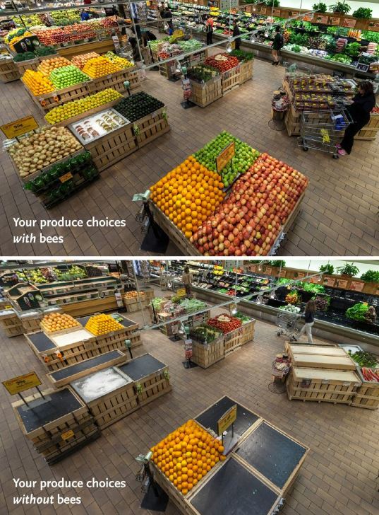 planetaloe's tweet photo. Nos supermarchés sans les abeilles ?
https://t.co/cCO5NPbEnk…/a-quoi-ressembleraient-n…/
#abeille #nature #vie https://t.co/eNe95mbQly
