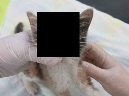 Dancyo בטוויטר 体内にウジ虫が寄生 子猫の顔面に寄生した巨大なウジ虫 うごめく寄生虫の姿 動画あり T Co Ukxvlzzvy7 Dancyo בטוויטר 体内にウジ虫が寄生 子猫の顔面に寄生した巨大なウジ虫 うごめく寄生虫の姿 動画あり T Co Ukxvlzzvy7