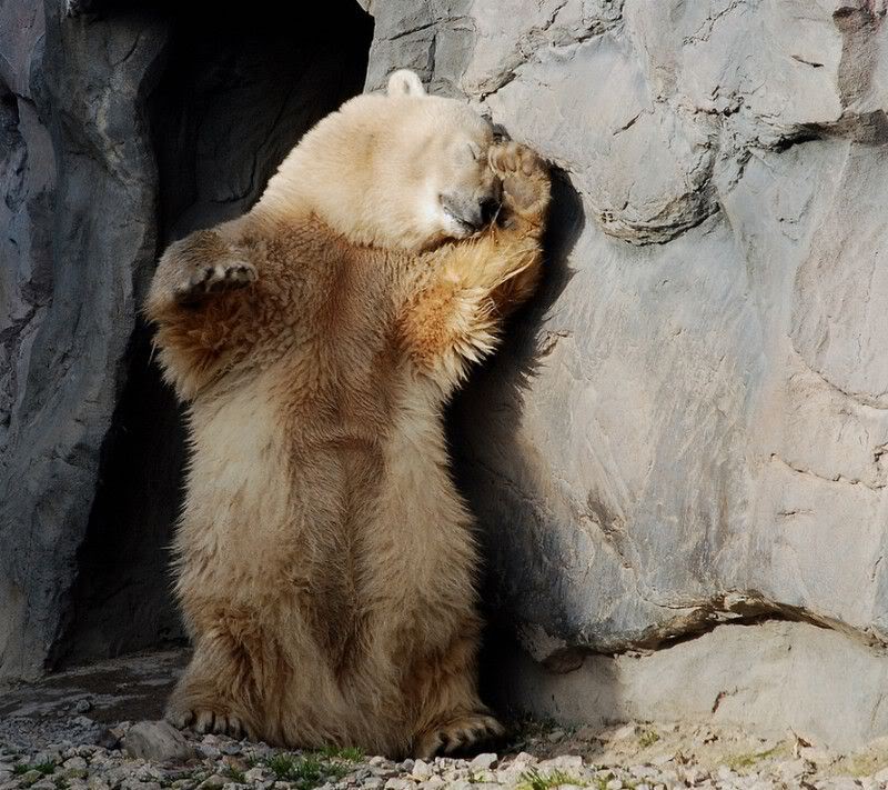 Daily Bear (@DailybearOrg) / Posts / X