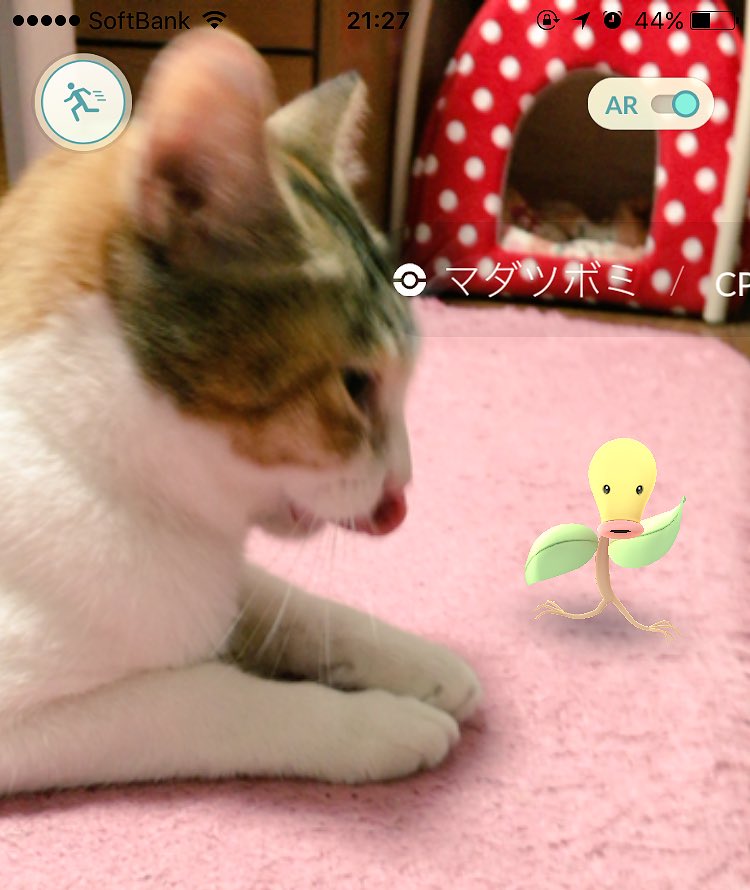 ポケモンgo 猫にはポケモンが見えている 写真まとめ となりねこ