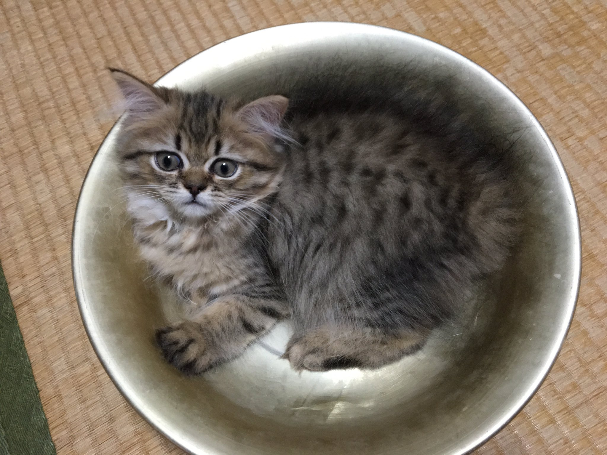 Keitarou ひんやりクール猫鍋が買えないので 金属の洗面器で代用 アルミプレートに寝てくれない暑がりな子猫が 喜んで飛び込んだ 冷房つけると下痢するし 走り回っては暑くて口開けてハァハァするし これは良いかも T Co Oozxac1twx