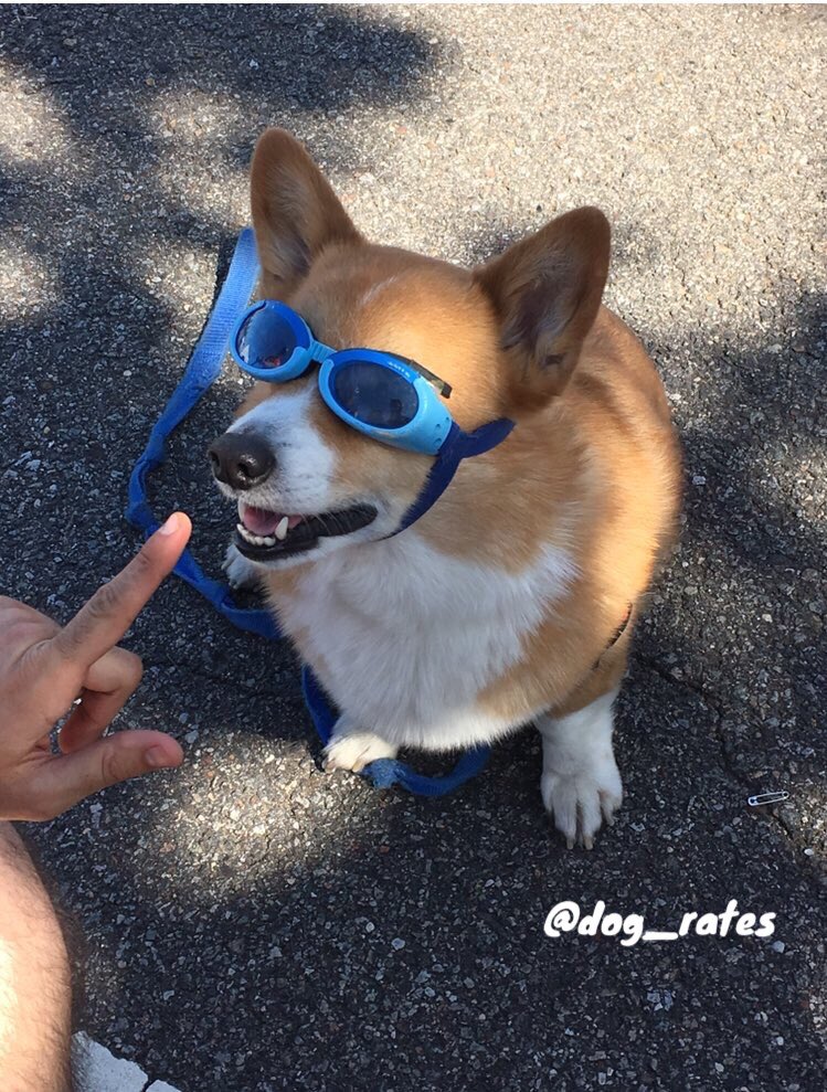 dog_rates's tweet photo. This is Corey. He's a Portobello Corgicool. Trying to convince you that he's not a hipster. 11/10 yea right Corey https://t.co/NzWUrFZydr