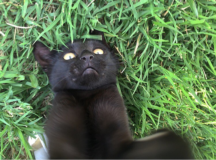 dra_tiny's tweet photo. "Perché ti piacciono così tanto i gatti?" https://t.co/fIyCEf4pw3