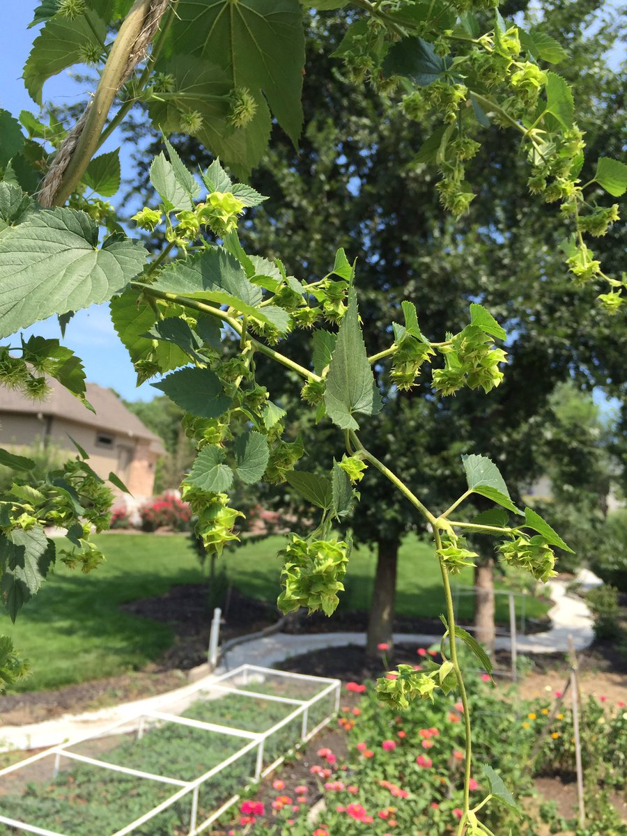 LNK_Pour_House's tweet photo. #nebraskahops in the backyard. Grow little guys grow
#hops #local https://t.co/RFTbmzWRTF