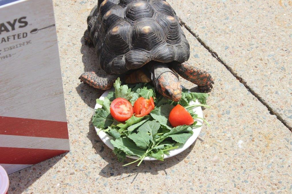 Aug 10th dine with tortoises! With your support, 15% food sales donated to <a href="/RVAwildlife/">Richmond WildlifeCtr</a> center. #RichmondWildlife