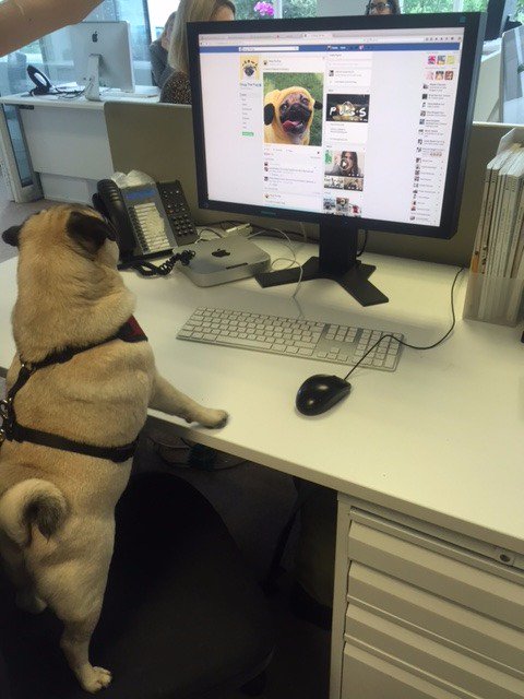 Tatlermagazine's tweet photo. Not everyone is being respectful of the no Facebook at work rule @DogsTrust #adogsforlife https://t.co/b88Aym8mWo