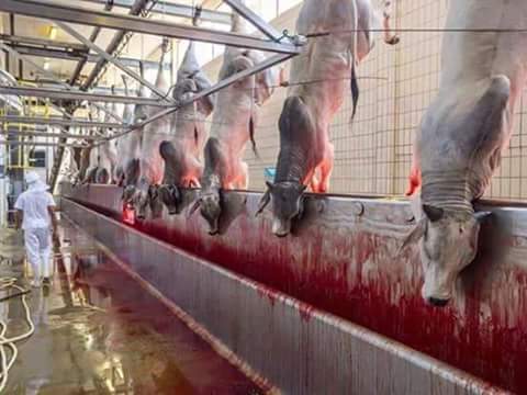 FAmazers's tweet photo. @PetaIndia 
@PoorvaJo 
if u are really to save animals from cruelty go and put a case to ban this 
...... https://t.co/26dYDRCngc
