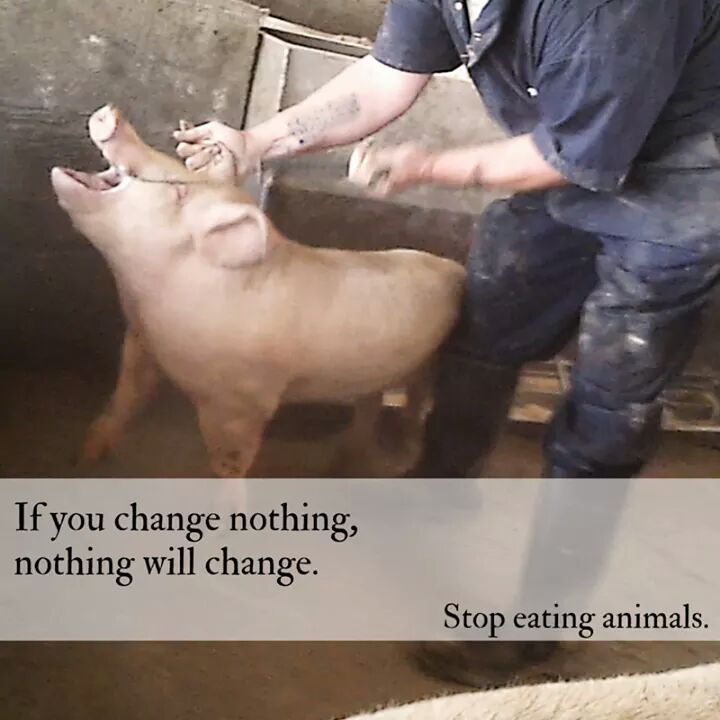 ind_vegan's tweet image. #AnimalCruelty Not #Humanity #alllivesshouldmatter Reason to #GoVegan 😌