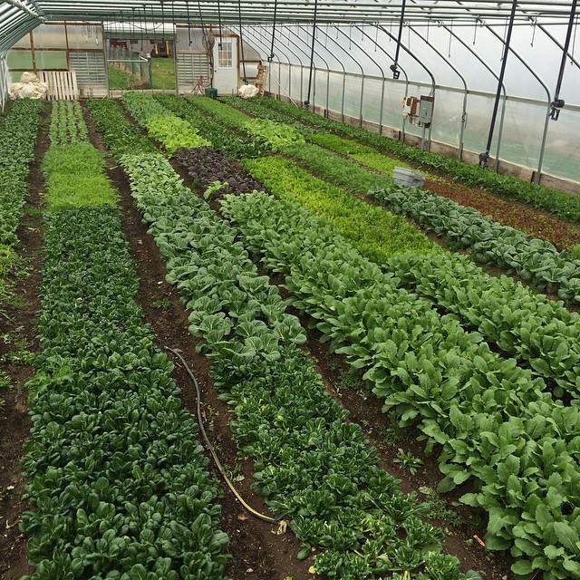 marbleseedorg's tweet image. Starting to farm? 6 tips for success from Lean Farm, host of our 8-17 In Her Boots workshop. mosesorganic.org/6-tips-startup…