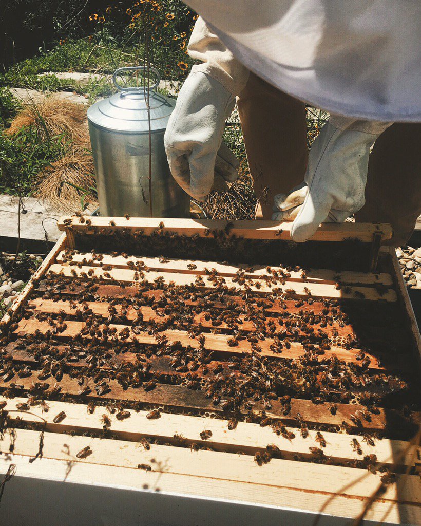 farmsteady's tweet image. We're a very pleased pair of beekeepers after finding a healthy hive during our mid-season #hivecheck 🐝👍