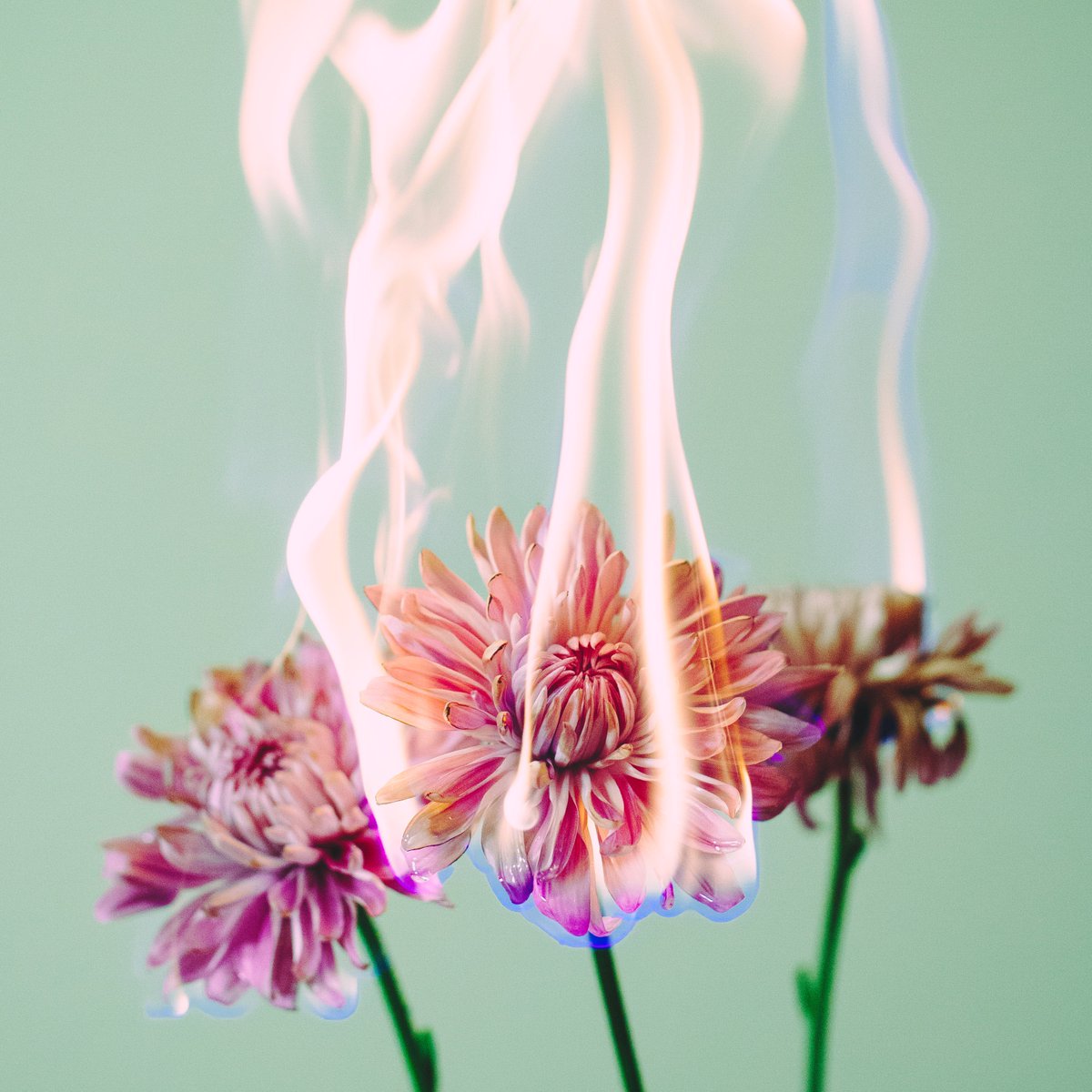 kai_arcplg's tweet photo. We can't freeze the time. 

Kai, too soon, 2013
#fineart #photography #blooming #fire #dead #color #digital #5dii https://t.co/TQnmfdF54u