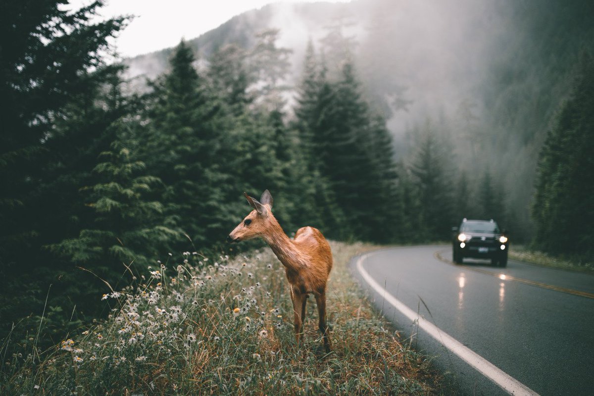 usemusecam's tweet image. Achieve the signature @FurstyPhoto look on your images by downloading the “Fursty” preset collection in #MuseCam.