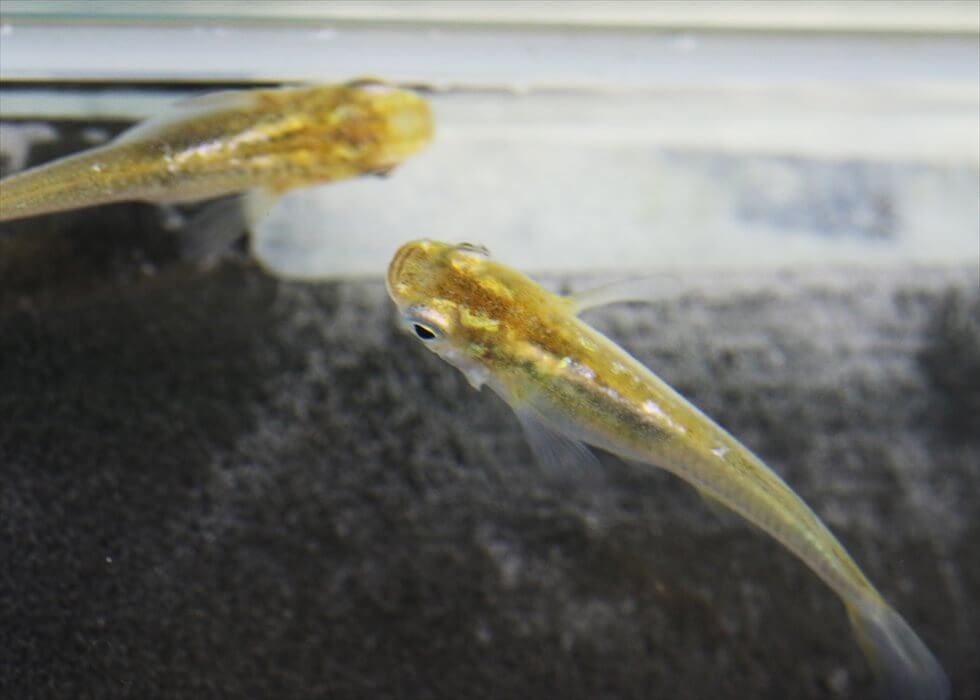 Twitter 上的 鰐 7 24アクバス出店 最近のメダカって凄いな 紅白のメダカを見てすげえ 金魚みてえ と思って調べてたら 金色のメダカ に黒くてラメ入りのメダカ 錦鯉みたいな三色のメダカまでいるとは 飼ってみたいと思ったけど一匹8000円だった俺はブラウザを