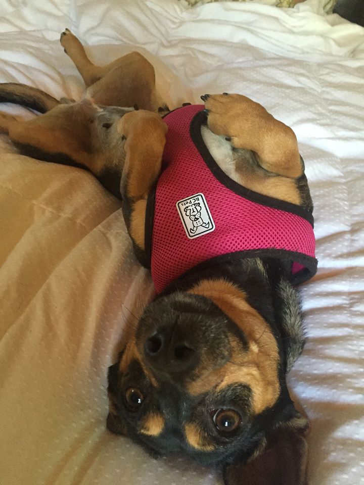 RCpetproducts's tweet photo. Meet Roxy! We love these pics of pups enjoying their #RCPetProducts #RCPets #CirqueHarness! https://t.co/xlsLY9cnGz https://t.co/uacejLIPaa