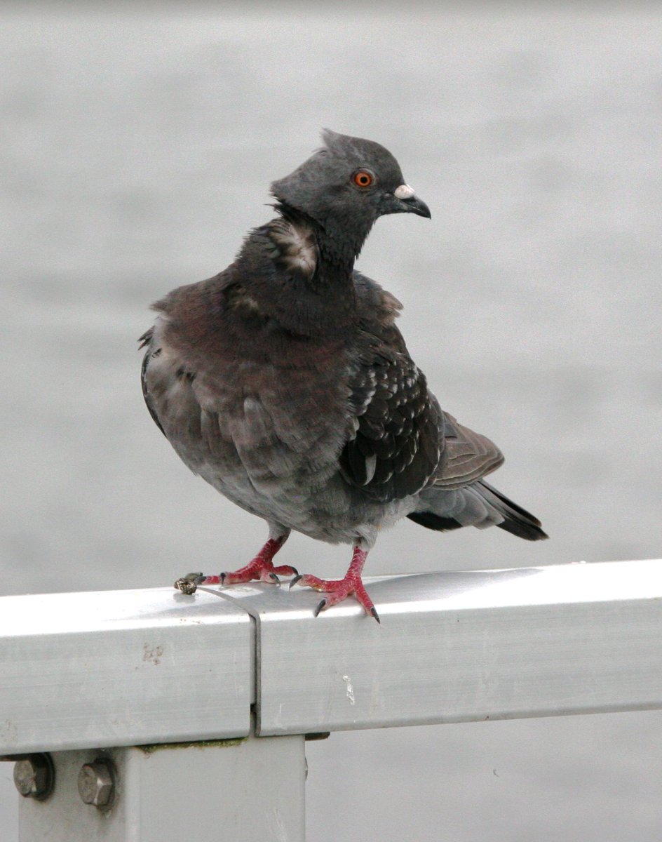 Fiona 釣りを楽しまれる方々へお願いします 今日 たくさんの野鳥さんが止まる手摺に長い釣り糸が絡まって放置されていました 釣り糸はどうか お持ち帰りになって下さい 野鳥さんたちの足に絡まってしまいます 私たちと同じ命をどうか想って下さい