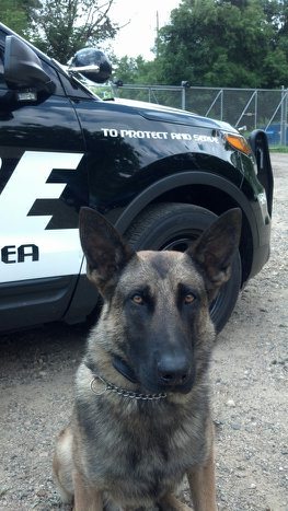 BattleCreekCity's tweet photo. The @BattleCreekPD #K9 partners are here! Come meet them at #CityFair2016 til 1p at #FestivalMarketSquare! https://t.co/Ev8gbhnLSp