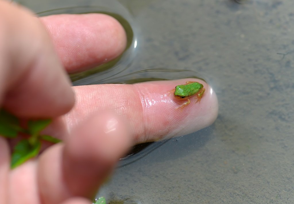 もも めちゃ小さいアマガエル オタマジャクシを赤ちゃんとすると 上陸したての仔ガエルは3歳児くらいだろうか めちゃくちゃかわいい 7 27 T Co Tmvqopmyaa Twitter